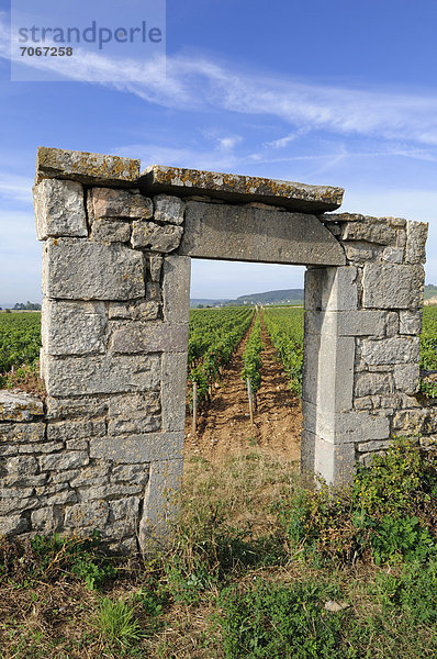 Torbogen im Weinberg von Burgund in der Nähe von Beaune  Cote d'Or  Frankreich  Europa