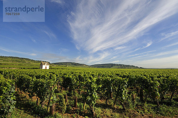 Frankreich Europa Burgund Weinberg