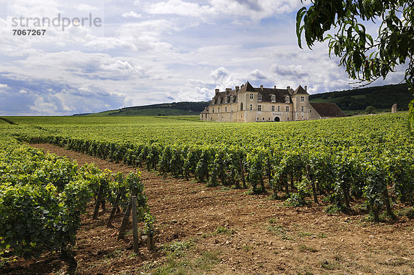Weinberg von Chateau du Clos de Vougeot  Cote d'Or  Burgund  Frankreich  Europa