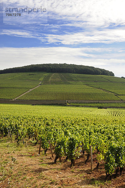 Grand Cru und Premier Cru-Lagen  Weinberge von Aloxe Corton  CÙte de Beaune  Burgund  Frankreich  Europa