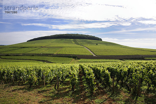 Grand Cru und Premier Cru-Lagen  Weinberge von Aloxe Corton  CÙte de Beaune  Burgund  Frankreich  Europa