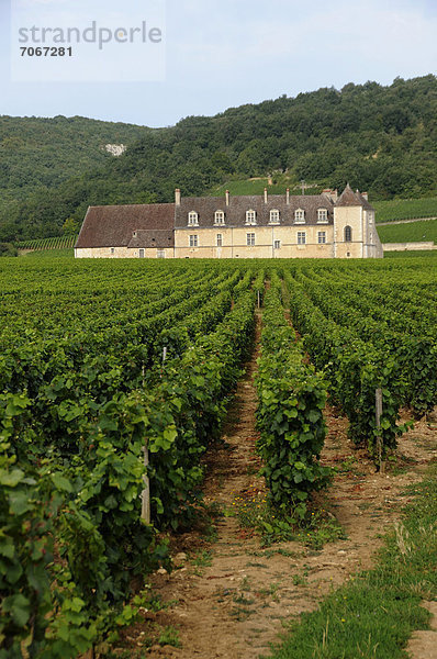 Weingut Chateau du Clos de Vougeot  Cote d'Or  Burgund  Frankreich  Europa