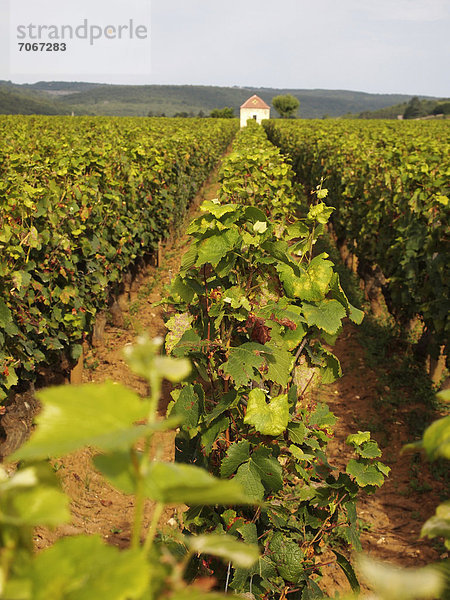 zwischen inmitten mitten Frankreich Europa Beaune Burgund Weinberg