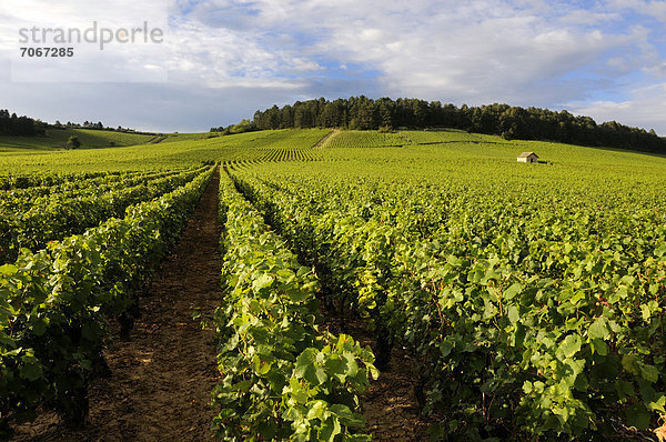 Weinberg in der Nähe von Monthelie  Burgund  Frankreich  Europa