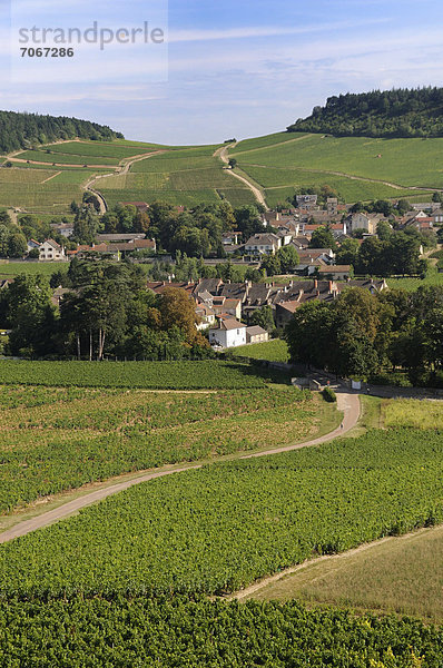 Frankreich Europa Dorf umgeben Weinberg