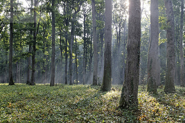Früh morgens im Eichenwald  Nationalforst  Forest of TronÁais  Allier  Auvergne  Frankreich  Europa