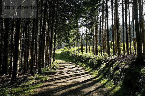 Wald im Parc Naturel Regional du Livradois Forez  Regionaler Naturpark Livradois-Forez  Puy de Dome  Auvergne  Frankreich  Europa