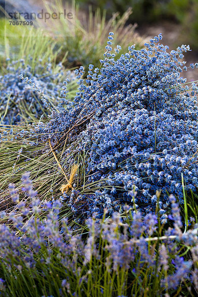 Blühendes Lavendel-Feld (Lavandula angustifolia)  in der Nähe von Sault und Aurel  Chemin des Lavandes  Provence-Alpes-Cote d'Azur  Südfrankreich  Frankreich  Europa  ÖffentlicherGrund