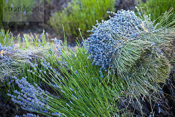 Blühendes Lavendel-Feld (Lavandula angustifolia)  in der Nähe von Sault und Aurel  Chemin des Lavandes  Provence-Alpes-Cote d'Azur  Südfrankreich  Frankreich  Europa  ÖffentlicherGrund