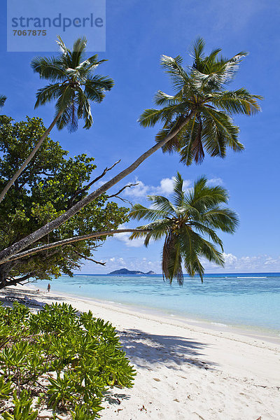 Kokospalmen (Cocos nucifera) am Strand Anse La Passe  Insel Silhouette  Seychellen  Afrika  Indischer Ozean