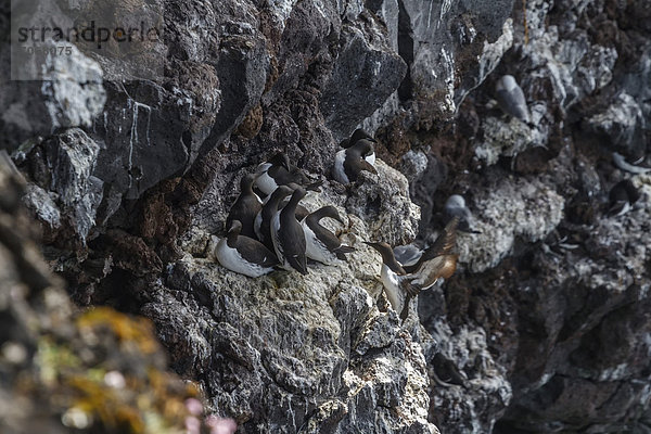 Dickschnabellummen (Uria lomvia)  Klippen von Saxholsbjarg  Halbinsel Snaefellsness  Westisland  Island  Europa