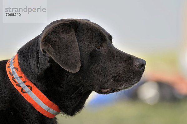 Brauner Labrador Retriever beobachtet etwas  Portrait