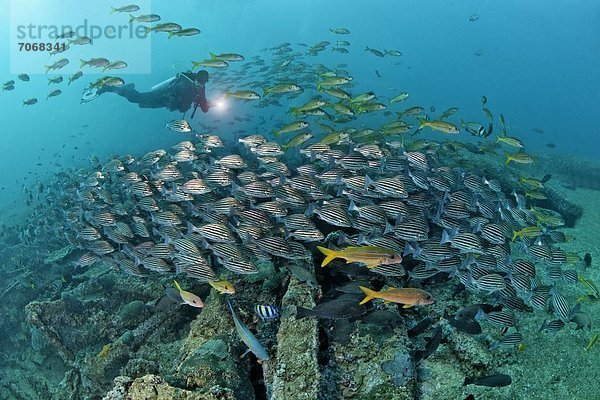 Taucher mit Fischschwarm über einem Schiffswrack  Mirbat  Oman  Indischer Ozean  Unterwasseraufnahme Fischschwarm Unterwasseraufnahme