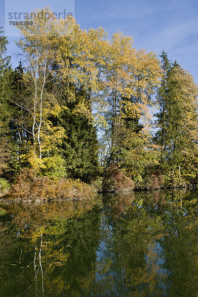 Herbstlicher Mischwald an Flussufer mit Wasserspiegelung  Bayern  Deutschland  Europa