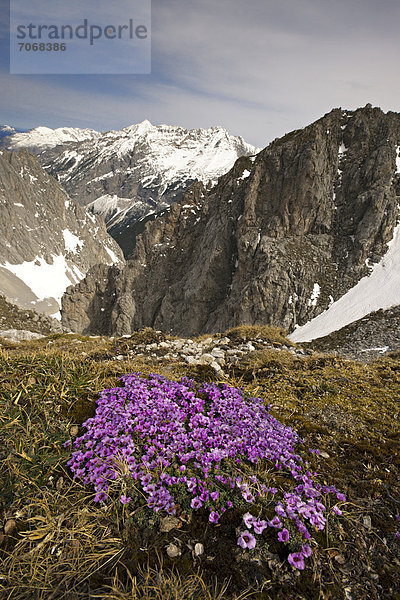 Gegenblättriger Steinbrech (Saxifraga oppositifolia subsp. oppositifolia)  hinten Pleisen-Spitze und Hoher Gleirsch  vom Hafelekar aus gesehen  Karwendel-Gebirge  Tirol  Österreich  Europa