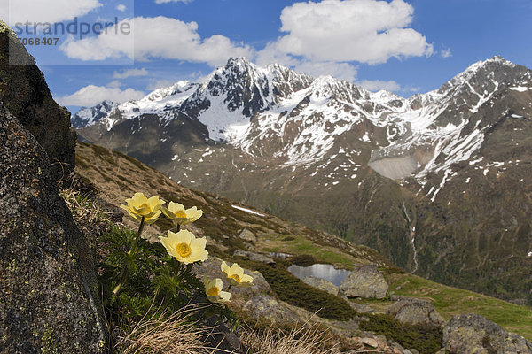 Schwefel-Anemone (Pulsatilla alpina ssp. alpiifolia)  See'le See  Kaunertal  Tirol  Österreich  Europa