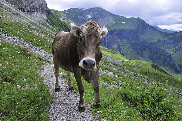 Junges Rind (Bos primigenius taurus)  Oytal bei Oberstdorf  Allgäuer Alpen  Allgäu  Bayern  Deutschland  Europa  ÖffentlicherGrund