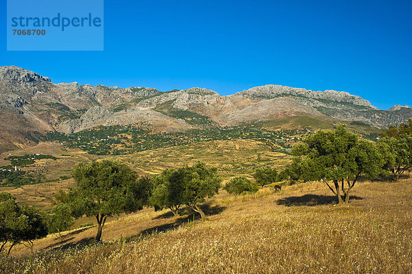 Typische Berglandschaft mit kleinen Feldern und Olivenbäumen im Riffgebirge  Nordmarokko  Marokko  Afrika