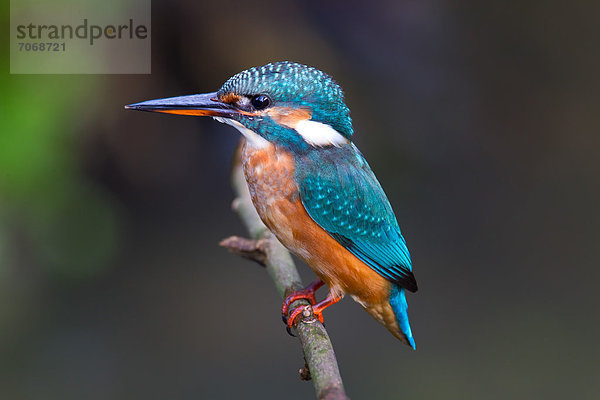 Eisvogel (Alcedo atthis) auf einem Zweig