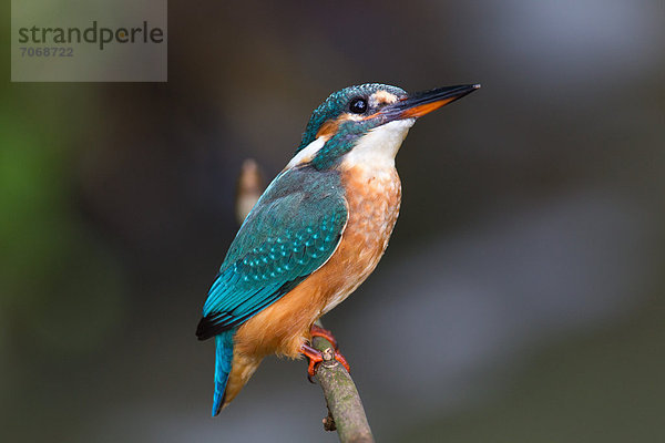 Eisvogel (Alcedo atthis) auf einem Zweig