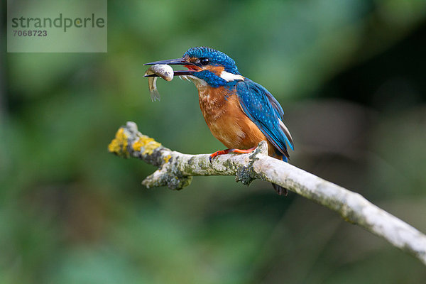 Eisvogel (Alcedo atthis) frisst einen Beutefisch auf einem Zweig