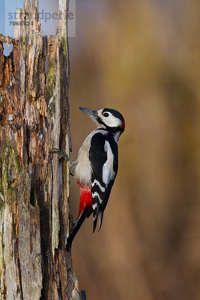 Buntspecht (Dendrocopos major) an einem Baumstamm