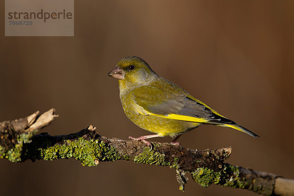 Grünfink (Carduelis chloris) hockt auf einem Zweig