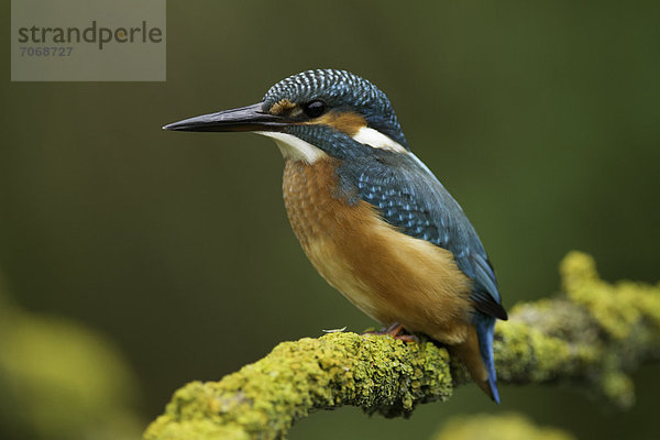 Eisvogel (Alcedo atthis) auf einem Zweig