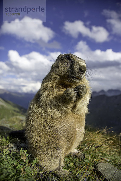 Alpenmurmeltier (Marmota marmota)