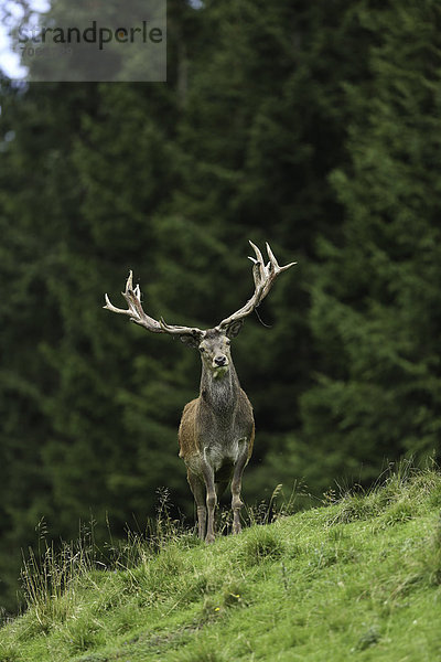 Rothirsch (Cervus elaphus) auf einer Wiese am Wald