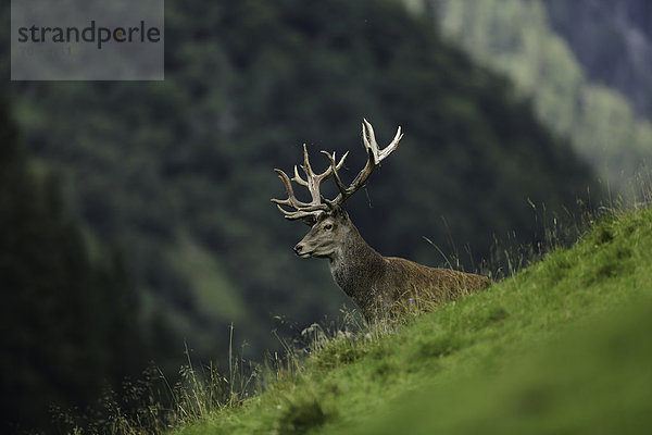 Rothirsch (Cervus elaphus) auf einer Wiese am Wald