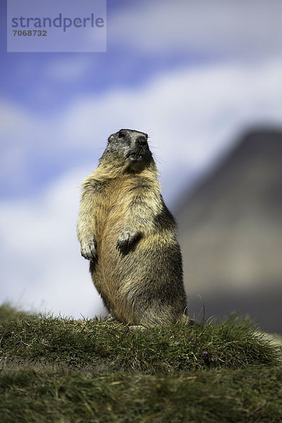 Alpenmurmeltier (Marmota marmota)