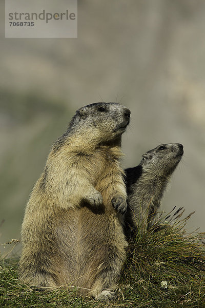 Zwei Alpenmurmeltiere (Marmota marmota)