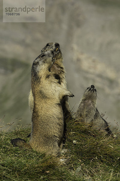 Drei Alpenmurmeltiere (Marmota marmota)