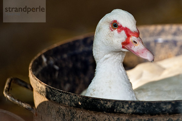 Ente im Topf  Portrait