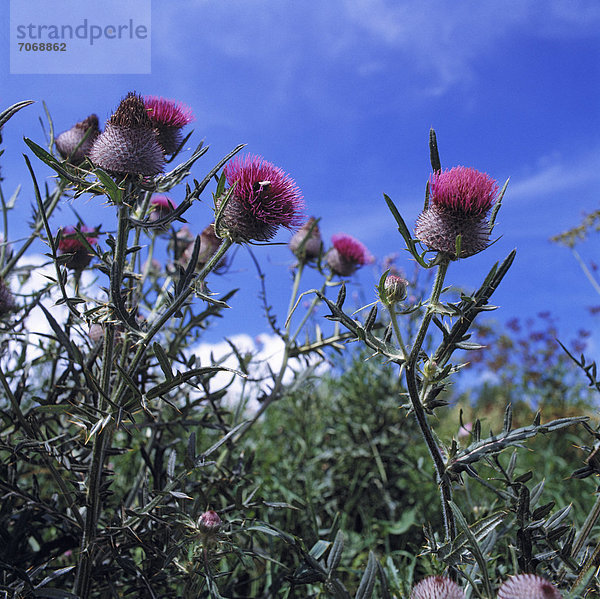 Disteln mit roter Blüte