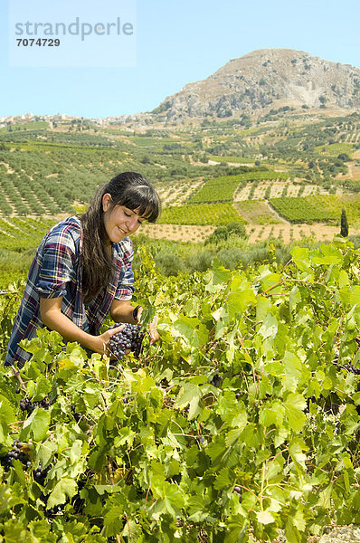 Junge Frau bei der Weinlese  Kreta  Griechenland