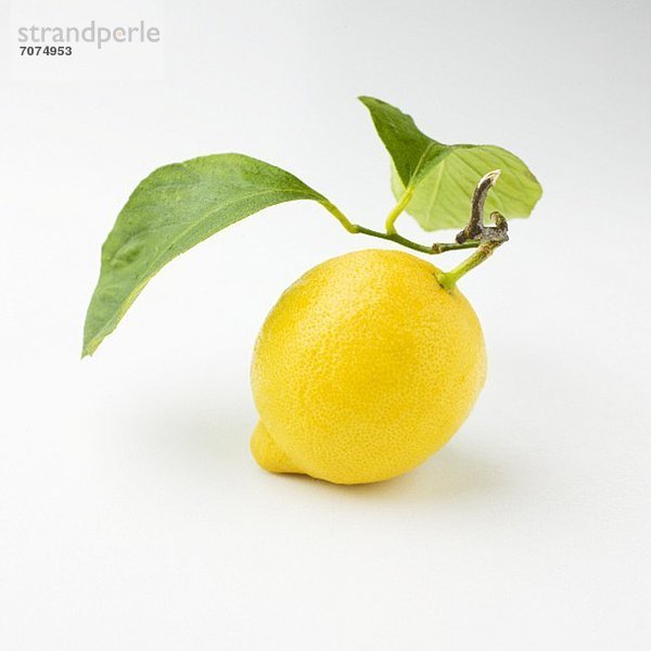 Zitrusfrucht Zitrone Baumstamm Stamm