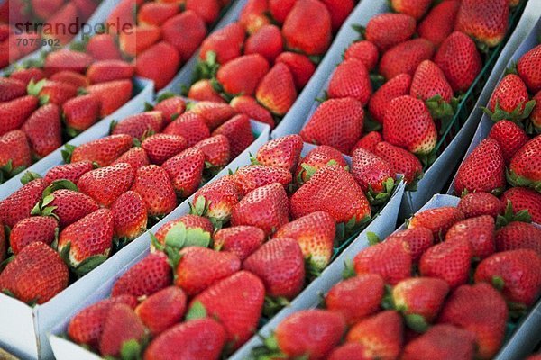 Körbe mit frisch gepflückten Bio- Erdbeeren auf einem Markt