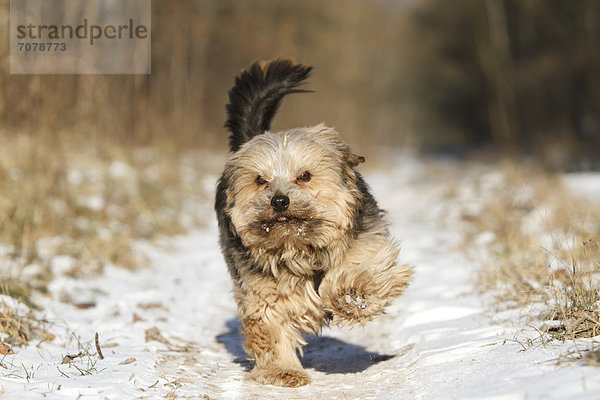 Norfolk Terrier rennt im Schnee