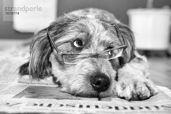 Ein Hund hat eine Brille auf und liegt auf einer Zeitung