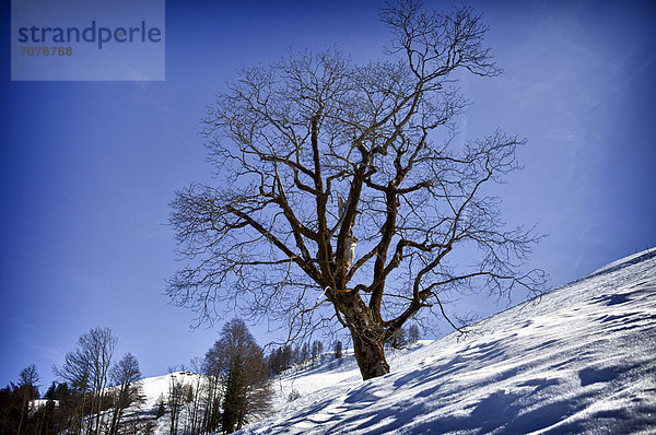 Bergahorn (Acer pseudoplatanus) im Winter  Buchensteinwand  St. Jakob i. H.  Tirol  Österreich  Europa