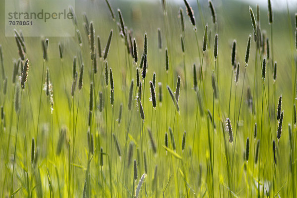 Gräser auf einem Feld im Havelland  Brandenburg  Deutschland  Europa.