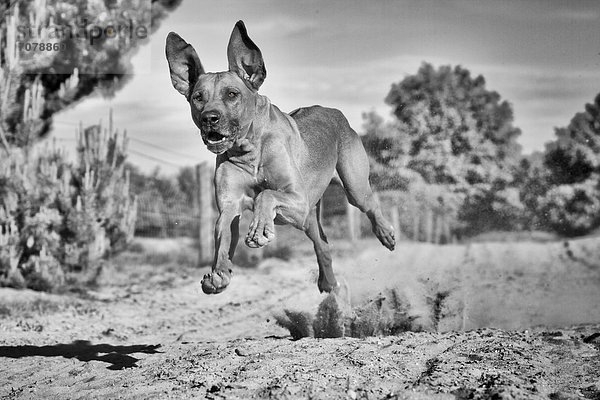 Rennender Hund  Rhodesian Ridgeback  in der Döberitzer Heide  Havelland  Brandenburg  Brandenburg  Deutschland  Europa