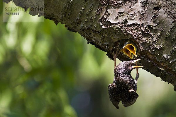 Star (Sturnus vulgaris) f¸ttert Jungvögel in der Bruthöhle in einem alten Kirschbaum  in einem Garten in Priort  Havelland  Brandenburg  Deutschland  Europa
