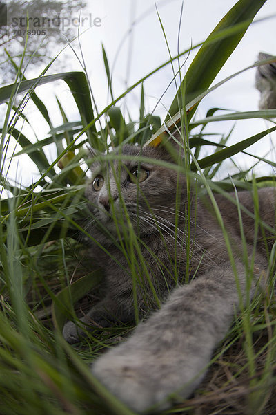 Katze  die sich im Gras versteckt hat