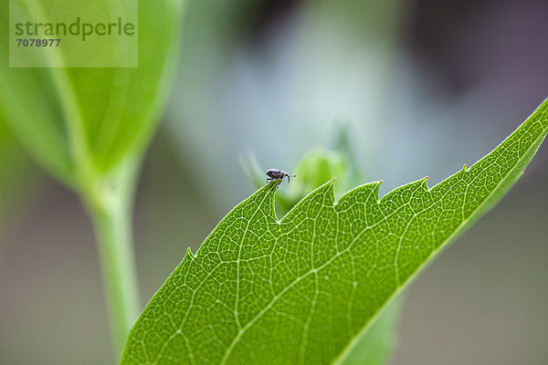 Ein kleiner Käfer auf einem großen gr¸nen Blatt