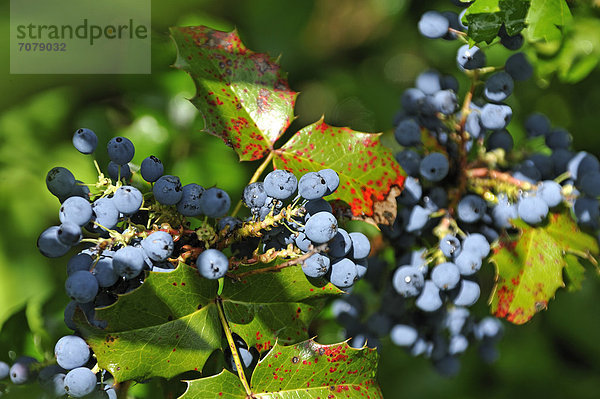 Blaue Fr¸chte der Gewöhnlichen Mahonie (Mahonia aquifolium)  Eckental  Mittelfranken  Bayern  Deutschland  Europa