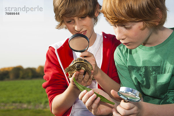 Zwei Jungen untersuchen eine Schildkröte mit einer Lupe