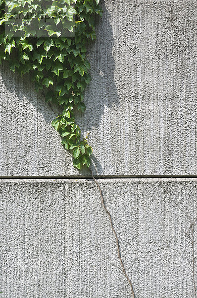 Germany  Bavaria  Ivy growing on wall